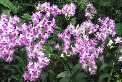 Purple and white orchid shower, Singapore