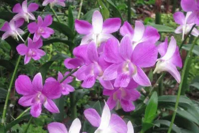 Purple orchids, Singapore