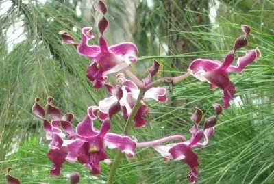 Dark purple orchid, Singapore