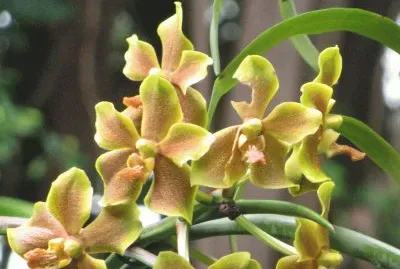Orange-yellow orchid, Singapore