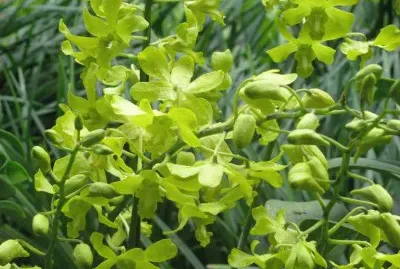 Pale green orchids, Singapore