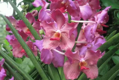 Mauve orchids, Singapore