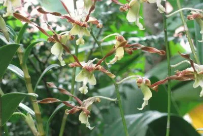 Yellow-brown orchids, Singapore