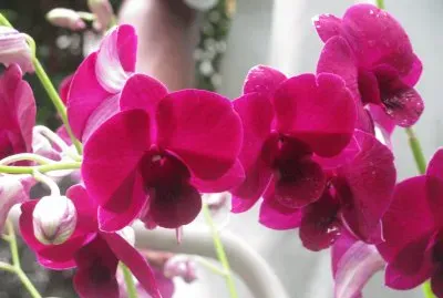 Burgundy orchids, Singapore