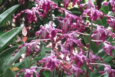 Burgundy corkscrew orchids, Singapore