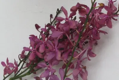 פאזל של Mauve orchids against white, Singapore