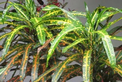 פאזל של Speckled yellow and green plants, Singapore