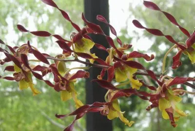 פאזל של Yellow and mauve lanky orchid, Singapore