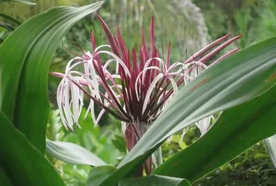 פאזל של Burgundy and white firework flower, Singapore