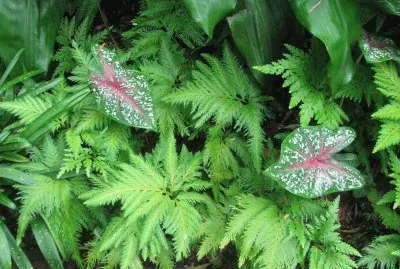 פאזל של Speckles and stripes among green plants, Singapore