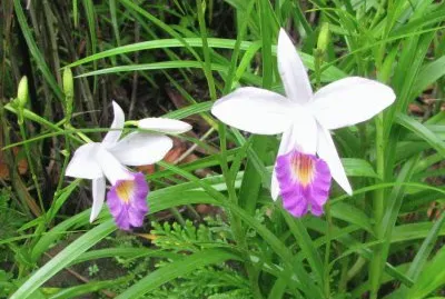 White and purple trumpet-like orchid, Singapore