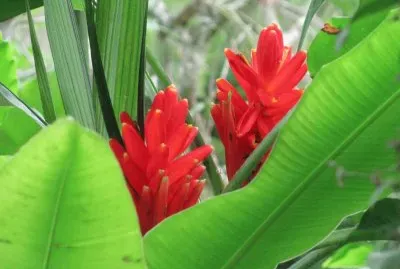 Red ginger flower, Singapore