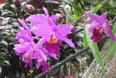 Bright purple orchid, Singapore