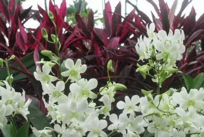 White orchids against burgundy plants, Singapore