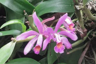 Pinky purple orchid, Singapore