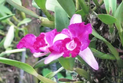 Hot pink orchid, Singapore