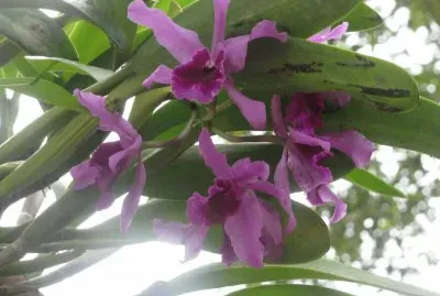 Black-purple orchids backlit, Singapore