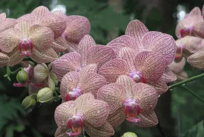 Speckled orchids, Singapore