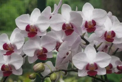 White and burgundy orchids, Singapore