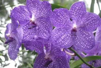 Blue speckled orchids, Singapore
