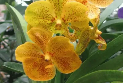 Orange orchid, Singapore