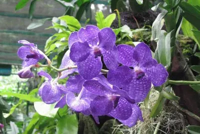 Blue orchid, Singapore