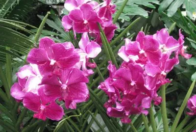 Dark pink orchids, Singapore