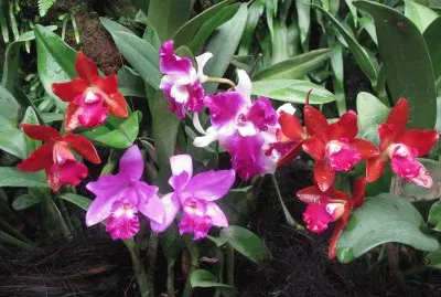 Red and purple orchids, Singapore