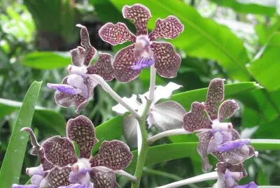 Speckly burgundy pale yellow orchids, Singapore