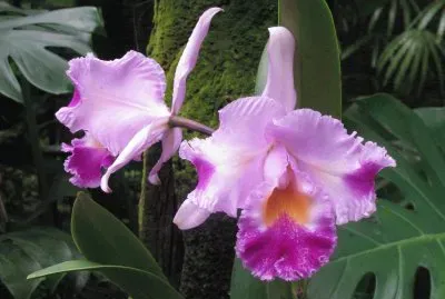 Lavender and purple orchid, Singapore