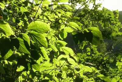 פאזל של Sunlight through leaves, Germany