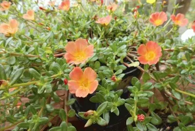 פאזל של Orange flowers in a pot, Australia