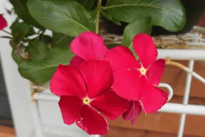 פאזל של Hot pink flower, Australia