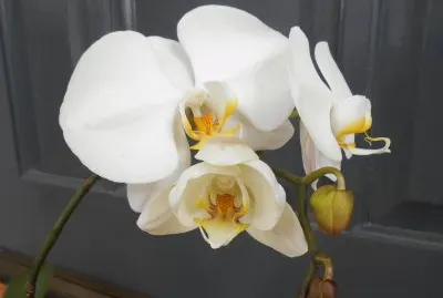 פאזל של White orchid against grey door, Australia