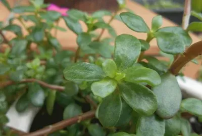 פאזל של Succulent, Australia