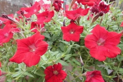 Red begonias, Australia