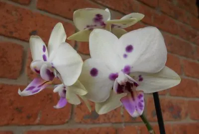White and purple orchid, Australia