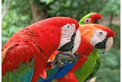 Guacamayas. Venezuela