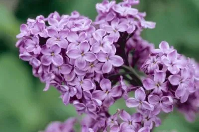 Lilas