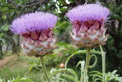 Pretty Artichoke Blooms with Purple Flowers