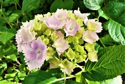 Hydrangea - jardin botanique Wellington