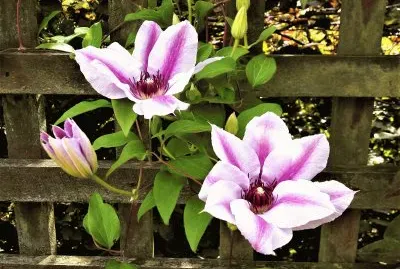 ClÃ©matite - Parc d 'Invercargill