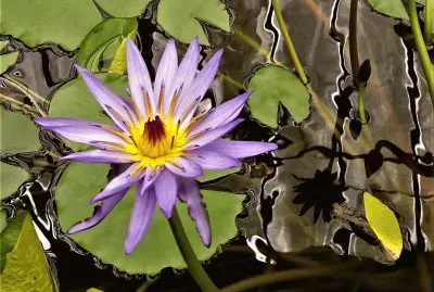 NÃ©nuphar - Jardin botanique de Wellington