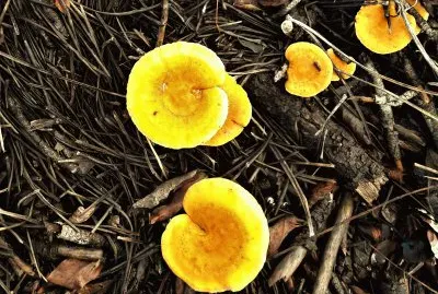 Champignons - La Palmyre