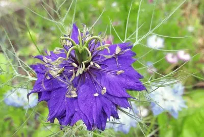 Nigelle de Damas