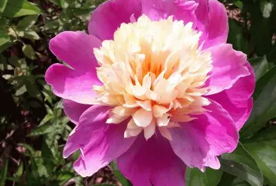 Pivoine jigsaw puzzle