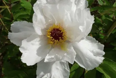 pivoine arbustive jigsaw puzzle