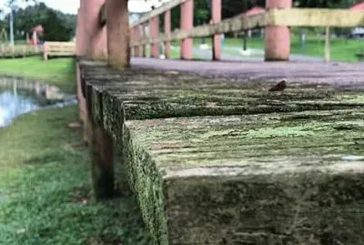 Charca de Florida Puerto Rico