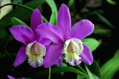 imagens jigsaw puzzle