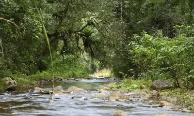 PN El Rey. Salta. Argentina